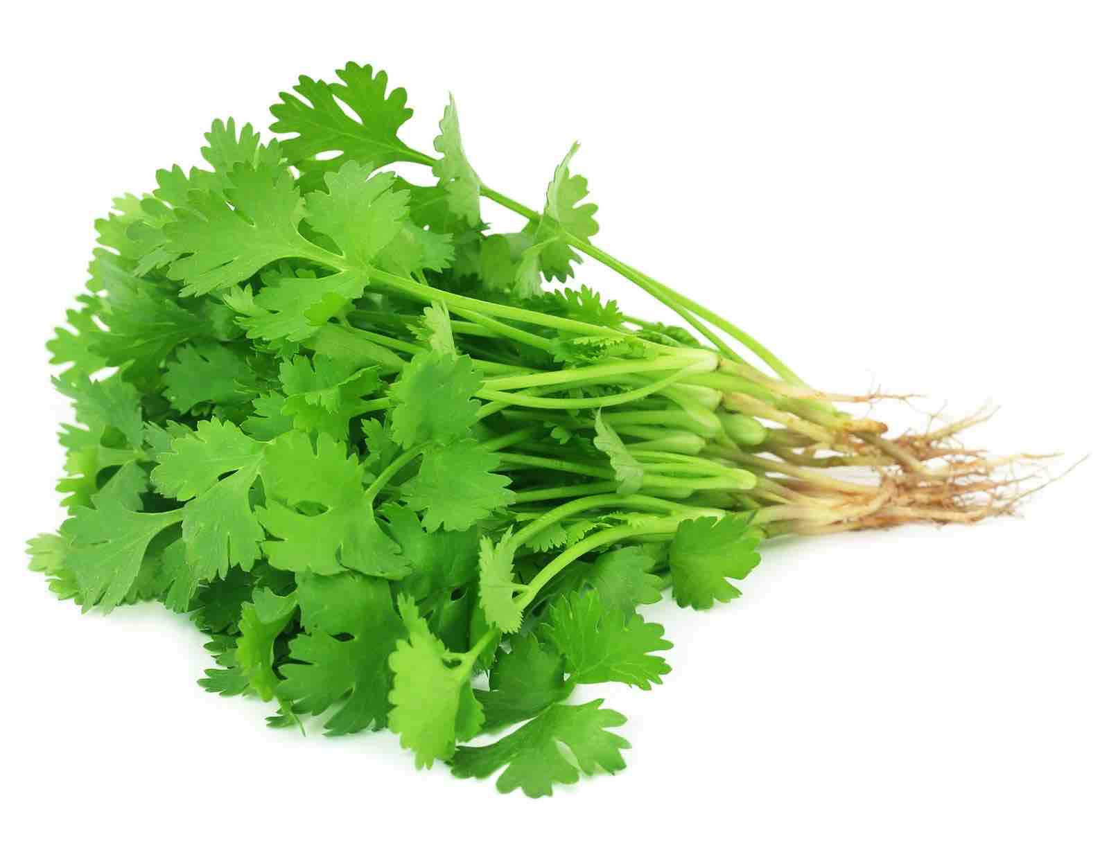 Dhania Coriander - Vegetables