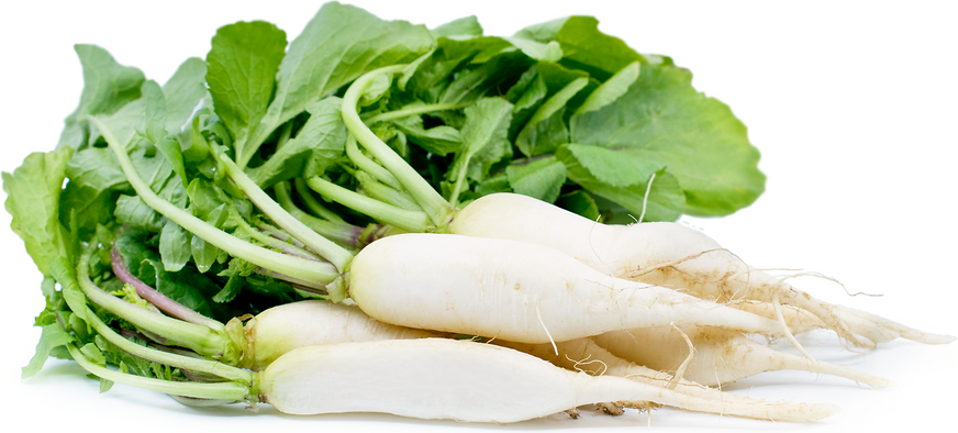 Radish - Moli - Vegetables
